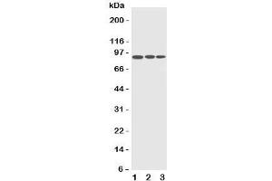 Western blot testing of CDC5L antibody and Lane 1:  HeLa;  2: Raji;  3: A549 cell lysate. (CDC5L anticorps  (C-Term))