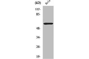Western Blot analysis of HuvEc cells using ZNF397 Polyclonal Antibody (ZNF397 anticorps  (N-Term))