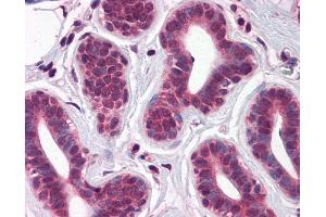 IHC Information: Paraffin embedded breast tissue, tested with an antibody dilution of 5 ug/ml.