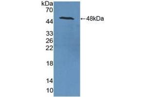 Detection of Recombinant NSE, Rat using Polyclonal Antibody to Enolase, Neuron Specific (NSE) (ENO2/NSE anticorps  (AA 2-434))