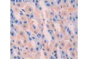 IHC-P analysis of Mouse Tissue, with DAB staining. (Gastrin anticorps  (AA 1-101))