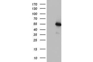 Western Blotting (WB) image for anti-Tubulin, alpha-Like 3 (TUBAL3) (AA 150-446) antibody (ABIN1490959) (TUBAL3 anticorps  (AA 150-446))