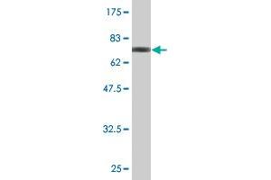 Western Blot detection against Immunogen (67.