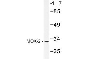 Image no. 1 for anti-Mesenchyme Homeobox 2 (MEOX2) antibody (ABIN272199) (MEOX2 anticorps)