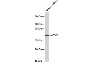 Western blot analysis of extracts of Mouse spleen, using CDK1 Rabbit mAb (ABIN7266576) at 1:1000 dilution. (CDK1 anticorps)