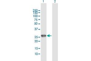 Western Blot analysis of UROS expression in transfected 293T cell line by UROS MaxPab polyclonal antibody.