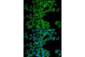 Immunofluorescence (IF) image for anti-Second Mitochondria-Derived Activator of Caspase (DIABLO) antibody (ABIN1872269) (DIABLO anticorps)