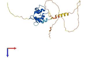 AlphaFold protein structure predicition of Human Recombinant FEV Protein, UniprotID Q99581