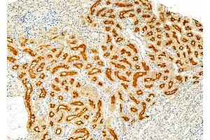 ABIN6262231 and ABIN6279482 at 1/100 staining Rat kidney tissue by IHC-P. (HGFA anticorps  (C-Term))