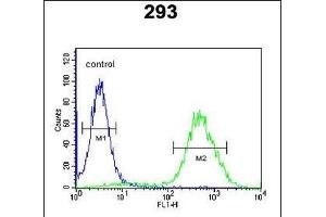 CCR1 Antibody (N-term) (ABIN651052 and ABIN2840048) flow cytometric analysis of 293 cells (right histogram) compared to a negative control cell (left histogram).