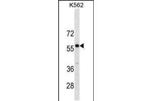 Western blot analysis in K562 cell line lysates (35ug/lane). (PBX3 anticorps  (N-Term))