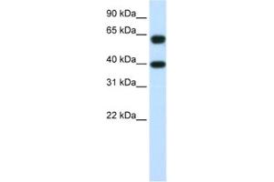 Western Blotting (WB) image for anti-Nuclear RNA Export Factor 3 (NXF3) antibody (ABIN2462273) (NXF3 anticorps)
