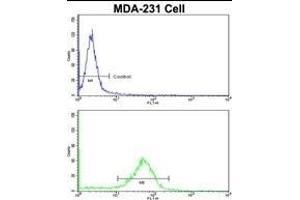 Flow cytometric analysis of MDA-231 cells using BARON Antibody (N-term)(bottom histogram) compared to a negative control cell (top histogram). (Rubicon anticorps  (N-Term))