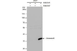 WB Image Annexin II antibody detects Annexin II protein by western blot analysis. (Annexin A2 anticorps)