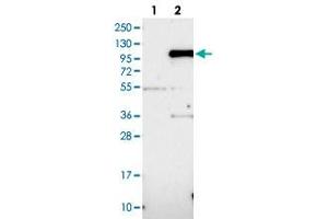 Western blot analysis of HEK293T cell lysate using IFI16 polyclonal antibody . (IFI16 anticorps)