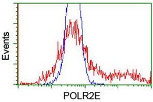 HEK293T cells transfected with either RC201266 overexpress plasmid (Red) or empty vector control plasmid (Blue) were immunostained by anti-POLR2E antibody (ABIN2454321), and then analyzed by flow cytometry.