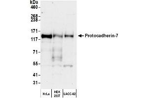 Western Blotting (WB) image for anti-Protocadherin 7 (PCDH7) (AA 1019-1069) antibody (ABIN7453275) (PCDH7 anticorps  (AA 1019-1069))