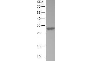 Western Blotting (WB) image for Transition Protein 1 (During Histone To Protamine Replacement) (TNP1) (AA 1-55) protein (His-IF2DI Tag) (ABIN7125466)