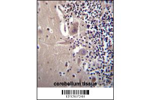 CRYBA1 Antibody immunohistochemistry analysis in formalin fixed and paraffin embedded human cerebellum tissue followed by peroxidase conjugation of the secondary antibody and DAB staining. (CRYBA1 anticorps  (AA 104-133))