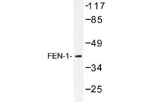 Image no. 1 for anti-Flap Structure-Specific Endonuclease 1 (FEN1) antibody (ABIN272186) (FEN1 anticorps)