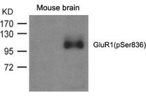 Western blot analysis of extracts from mouse brain and using GluR1 (phospho-Ser836). (Glutamate Receptor 1 anticorps  (pSer836))