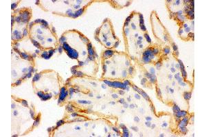 Anti- SHC1 Picoband antibody, IHC(F) IHC(F): Human Placenta Tissue