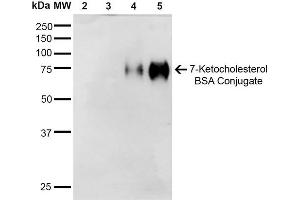 Western Blot analysis of 7-Ketocholesterol-BSA Conjugate showing detection of 67 kDa 7-Ketocholesterol-BSA using Mouse Anti-7-Ketocholesterol Monoclonal Antibody, Clone 3F7 . (7-Ketocholesterol (7-KC) anticorps (Biotin))