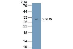 Detection of Recombinant WDR90, Human using Polyclonal Antibody to WD Repeat Containing Domain Protein 90 (WDR90) (WDR90 anticorps  (AA 1-235))