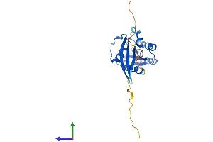 AlphaFold protein structure predicition of Human Recombinant RAB5C Protein, UniprotID P51148