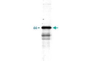 Western blot of whole rat spinal cord homogenate stained with Ina polyclonal antibody , at dilution of 1 : 20,000. (INA anticorps)