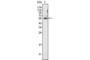 Western Blot showing using ETV4 antibody used against K562 cell lysate (1). (ETV4 anticorps  (AA 50-109))