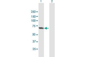 Western Blot analysis of APPBP2 expression in transfected 293T cell line by APPBP2 MaxPab polyclonal antibody.