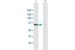 Western Blot analysis of APPBP2 expression in transfected 293T cell line by APPBP2 MaxPab polyclonal antibody. (APPBP2 anticorps  (AA 1-585))