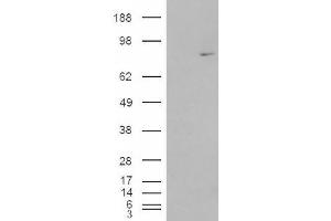 Image no. 1 for anti-Methylphosphate Capping Enzyme (MEPCE) (Internal Region) antibody (ABIN374909) (MEPCE anticorps  (Internal Region))