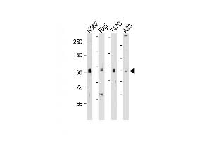 All lanes : Anti-BRAF Antibody  at 1:500-2000 dilution Lane 1: K562 whole cell lysate Lane 2: Raji whole cell lysate Lane 3: T47D whole cell lysate Lane 4: A20 whole cell lysate Lysates/proteins at 20 μg per lane. (BRAF anticorps  (AA 379-408))