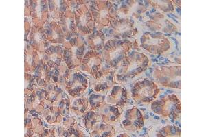 Used in DAB staining on fromalin fixed paraffin- embedded Kidney tissue (TLR9 anticorps  (AA 26-332))