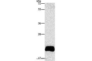 Western blot analysis of PC3 cell, using APOBEC3C Polyclonal Antibody at dilution of 1:420 (APOBEC3C anticorps)