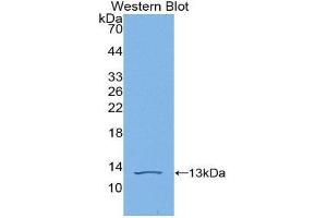 Western Blotting (WB) image for anti-C-Fos Induced Growth Factor (Vascular Endothelial Growth Factor D) (Figf) (AA 93-201) antibody (ABIN3209173) (VEGFD anticorps  (AA 93-201))