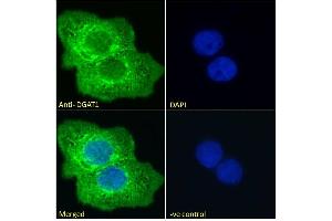 ABIN190886 Immunofluorescence analysis of paraformaldehyde fixed A431 cells, permeabilized with 0. (DGAT1 anticorps  (Internal Region))