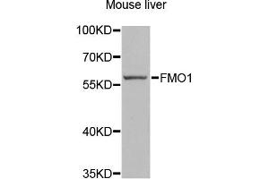Western blot analysis of extracts of mouse liver, using FMO1 antibody (ABIN2562632) at 1:1000 dilution.