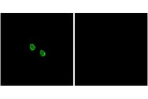 Immunofluorescence analysis of HepG2 cells, using MRGX1 Antibody. (MRGPRX1 anticorps  (AA 271-320))