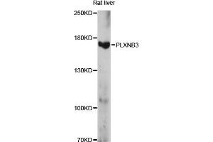 Western blot analysis of extracts of rat liver, using PLXNB3 antibody (ABIN6291674) at 1:1000 dilution. (Plexin B3 anticorps)