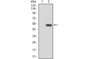 Western Blotting (WB) image for anti-CD6 (CD6) (AA 472-668) antibody (ABIN1846113) (CD6 anticorps  (AA 472-668))