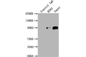 Immunoprecipitating TOP1 in K562 whole cell lysate Lane 1: Rabbit control IgG instead of ABIN7127850 in K562 whole cell lysate.