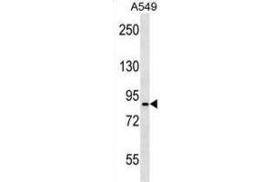 Western Blotting (WB) image for anti-Pannexin 2 (PANX2) antibody (ABIN3000759) (Pannexin 2 anticorps)