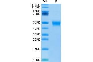 Biotinylated Human KIR2DL5 on Tris-Bis PAGE under reduced condition.