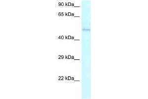 Western Blot showing AMBN antibody used at a concentration of 1 ug/ml against Jurkat Cell Lysate (AMBN anticorps  (C-Term))