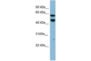 WB Suggested Anti-PH-4 Antibody Titration: 0. (P4HTM anticorps  (Middle Region))