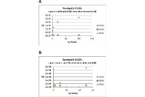 ELISA image for anti-Abeta 38/40/42 (AA 1-16), (AA 4-16) antibody (ABIN1742437) (Abeta 38/40/42 (AA 1-16), (AA 4-16) anticorps)