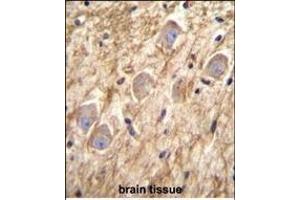 PCDHGA8 Antibody (C-term) (ABIN655955 and ABIN2845341) immunohistochemistry analysis in formalin fixed and paraffin embedded human brain tissue followed by peroxidase conjugation of the secondary antibody and DAB staining. (PCDHGA8 anticorps  (C-Term))